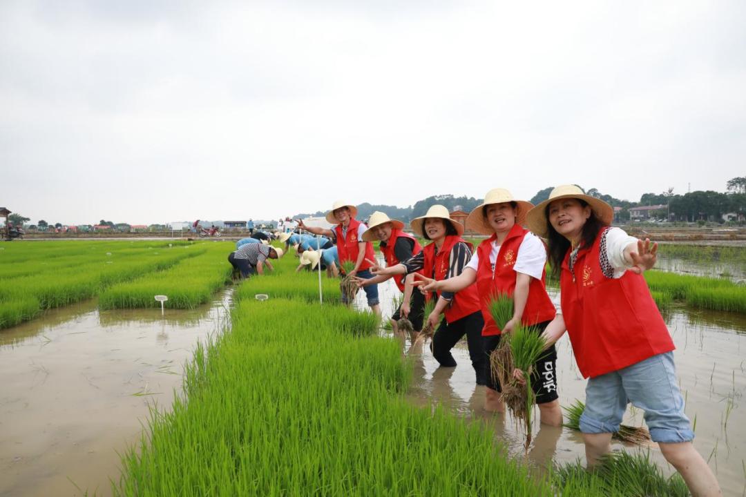 粮食安全放心间湖南举办巾帼兴粮节粮行动主题插秧比赛