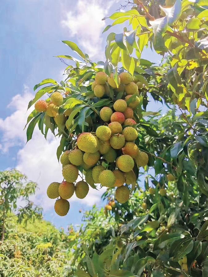 惠阳镇隆荔枝将大量上市预计单价在30元斤左右