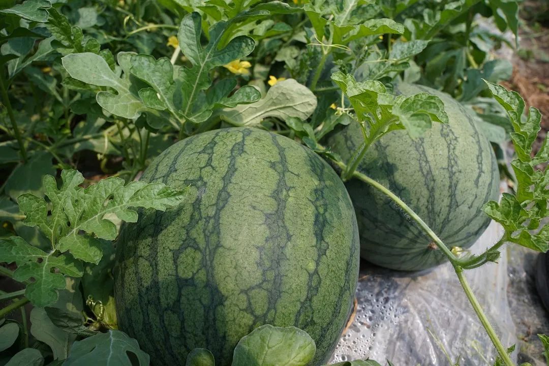 朱家角黑皮黄瓤西瓜上市吃瓜群众又多了个选择