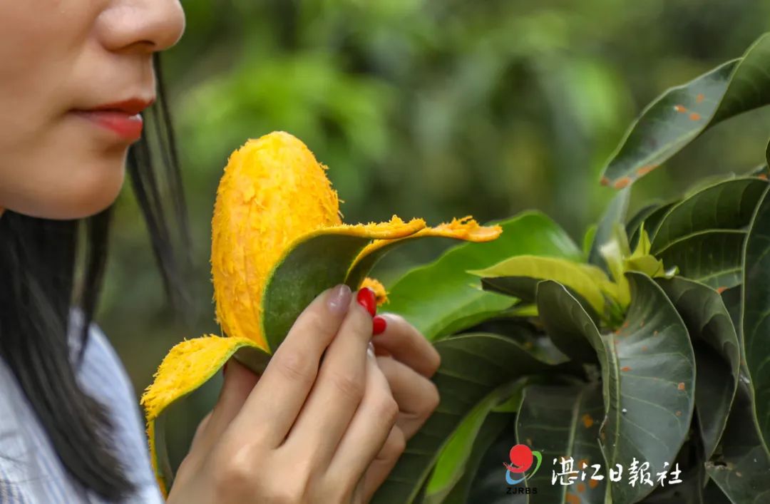 覃鬥,烏石,北和,英利及紀家5個鄉鎮,是雷州市芒果產業的核心優勢產區