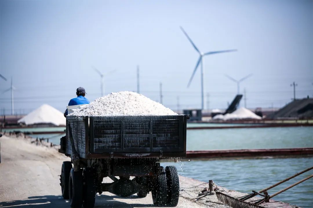 莱州万亩银滩收盐忙