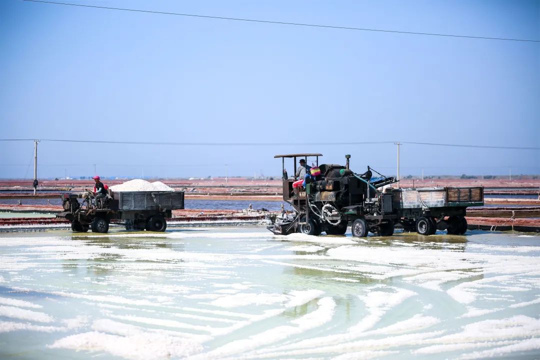 莱州万亩银滩收盐忙