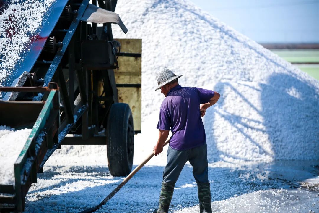 莱州万亩银滩收盐忙