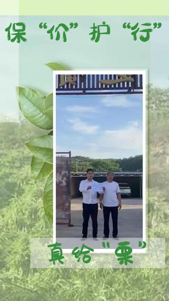村秋之宝板栗专业合作社今日迎来了"客人",为两千多亩板栗承保了价格