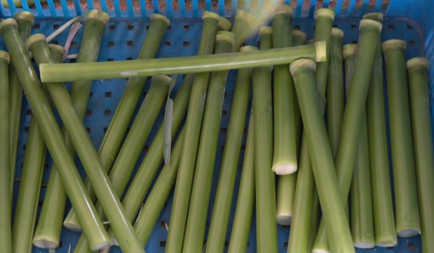 首批崇明芦穄提前两个月上市