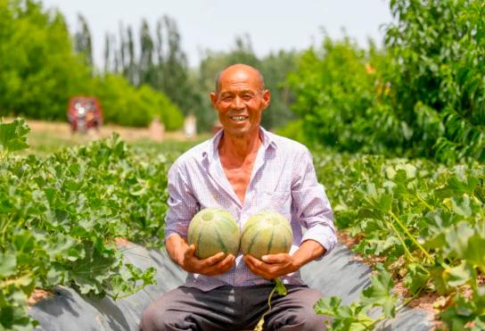 一个个浑圆饱满的"老汉瓜"掩映在藤叶之中,长势喜人,瓜农们正忙着采摘