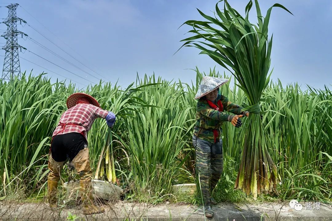 在瓶窑种茭白的人