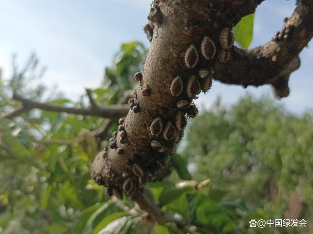 蚧壳虫天敌(75酒精杀蚧壳虫每天喷几次)