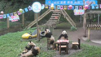 团团坐吃“蛋糕”，重庆动物园为6只熊猫宝宝举办集体过生日