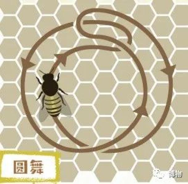 蜜蜂摆尾舞示意图图片