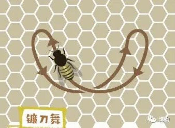 蜜蜂八字舞和圆圈舞图图片