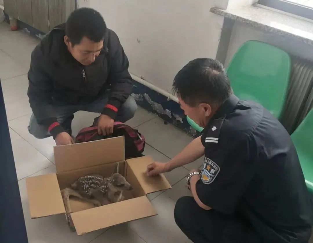 吉林省红石森林公安分局成功救助并放生野生狍子幼崽一只 - 知乎