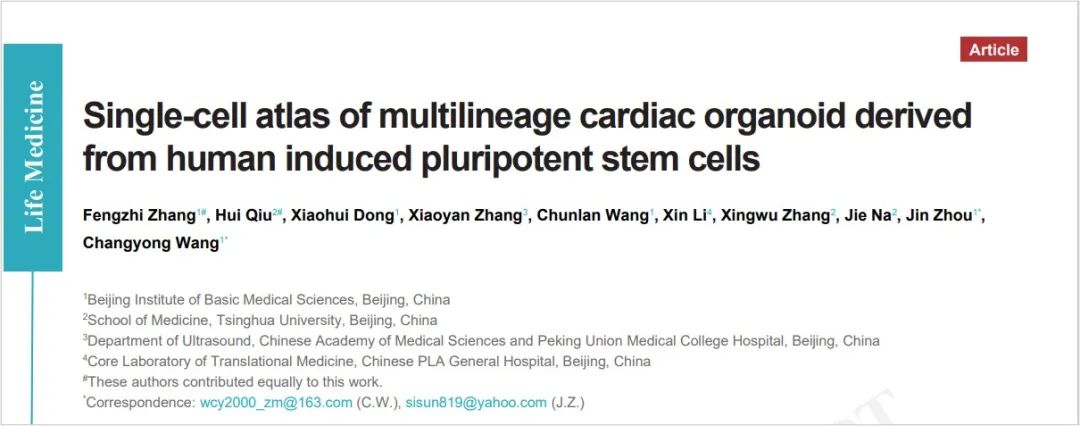 学术前沿lifemed王常勇周瑾那洁绘制人多谱系心脏类器官单细胞图谱