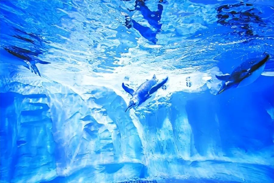 龙宫大白鲸海底世界图片