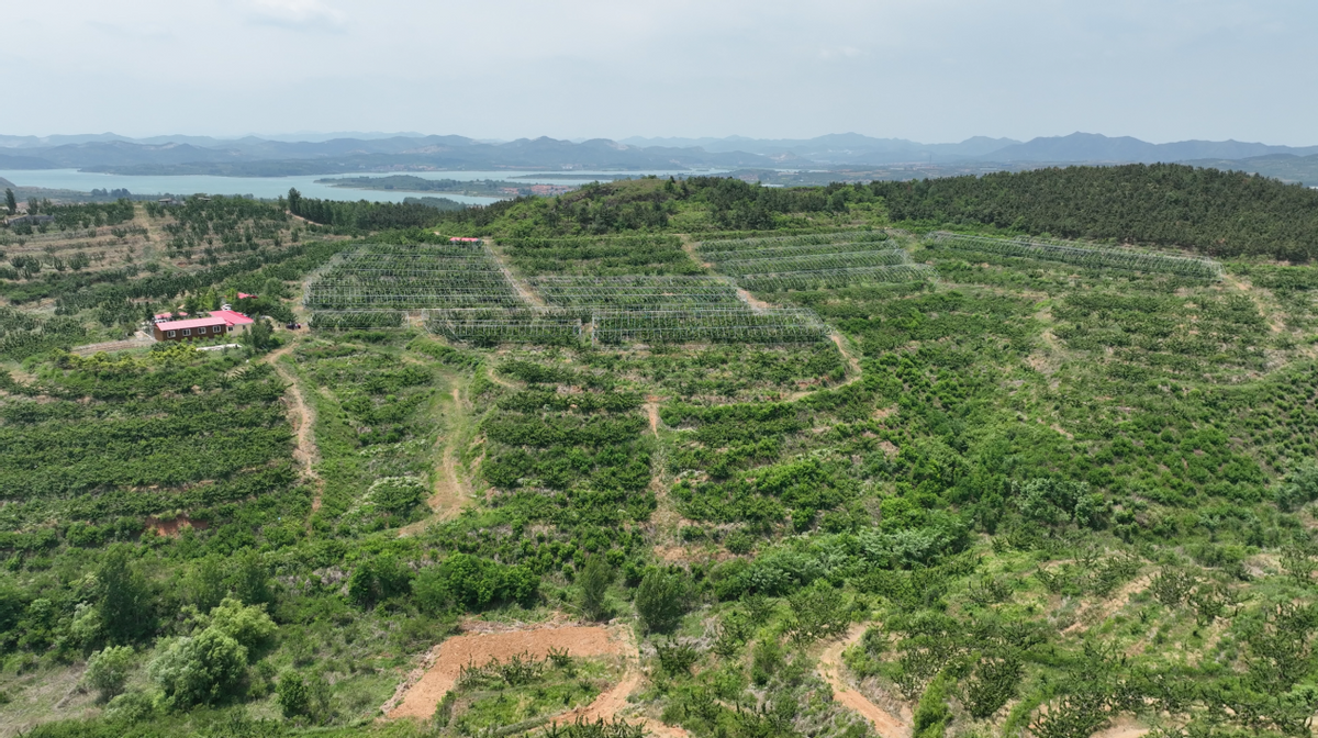 打造北方最大美早基地烟台大樱桃产业不缺龙头带动