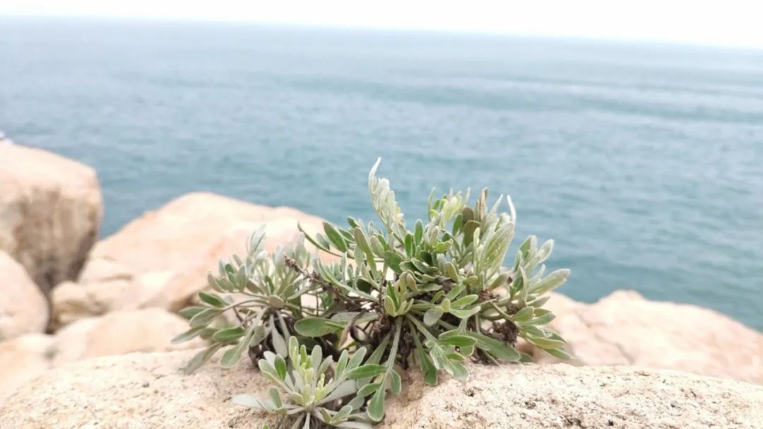 三年两移防他们愿做海芙蓉