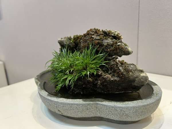 感受青绿雅境!董震宇菖蒲艺术展在玉海美术馆开展