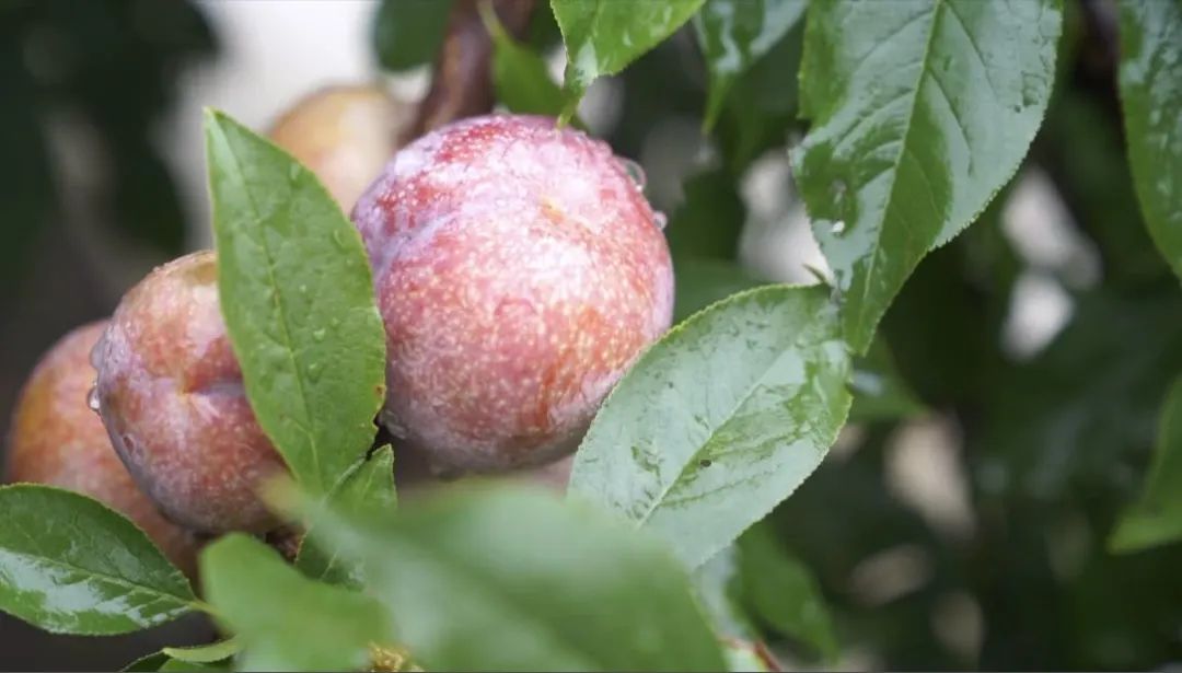 岭南果王封开麒麟李上市啦6月18日将举办网红真人秀直播