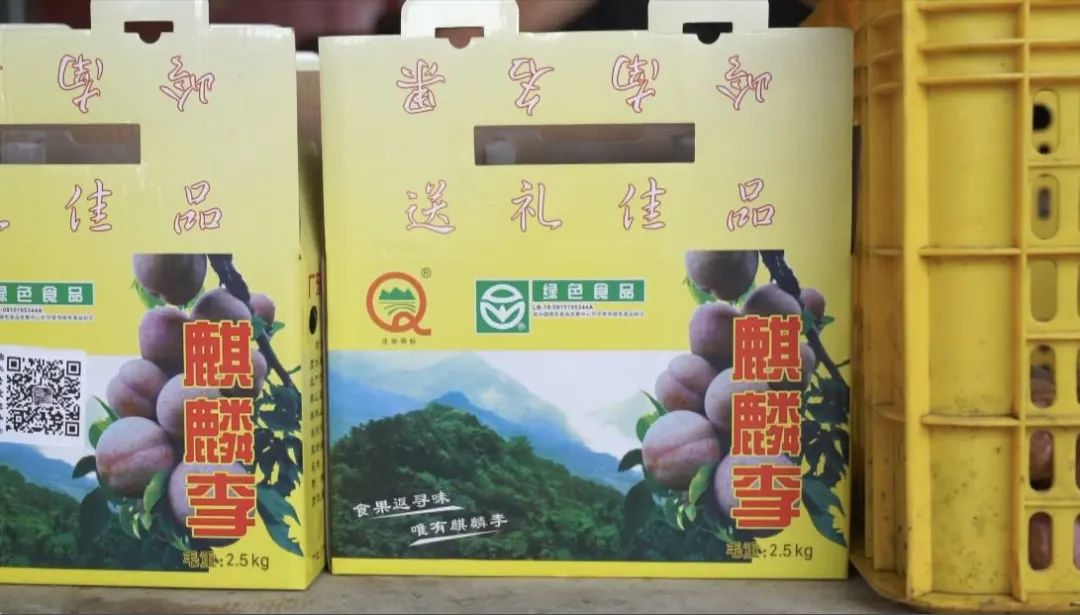 岭南果王封开麒麟李上市啦6月18日将举办网红真人秀直播