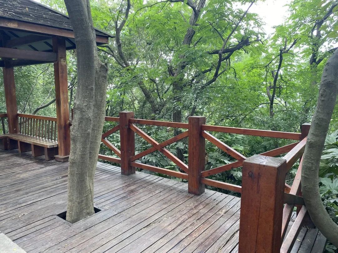 佳山山顶能看风景了市民直呼办得好