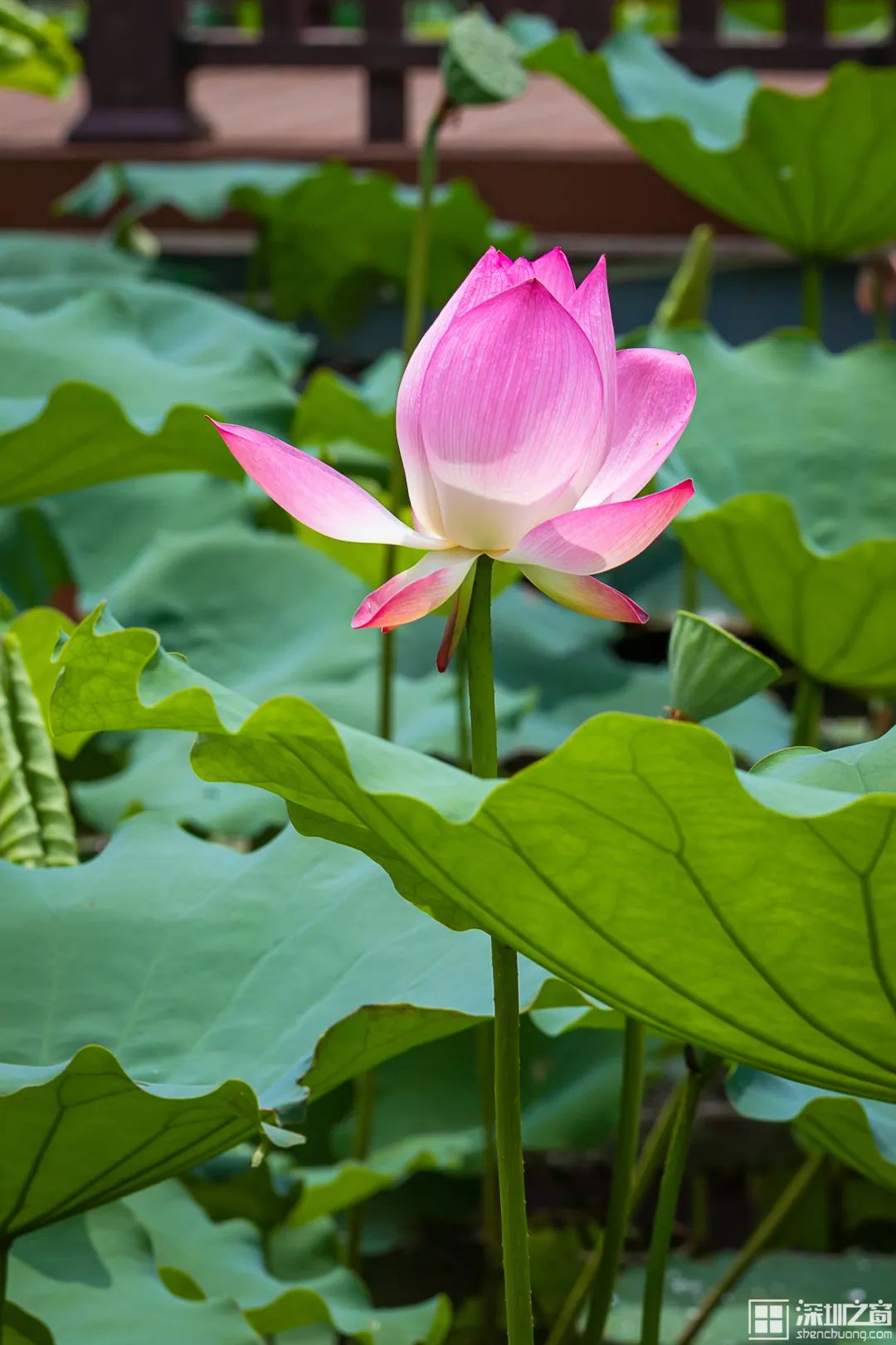 洪湖公园荷花展强势回归百亩荷花雨中争艳美出圈