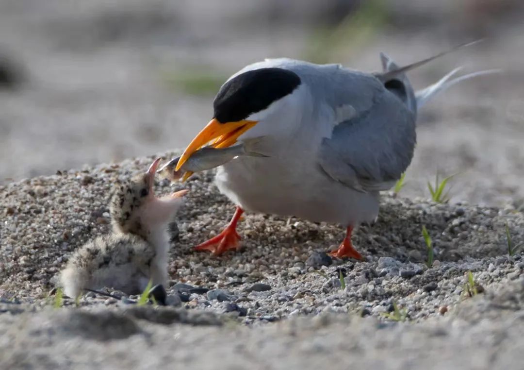 好治愈~盈江拍到全国仅有9只的河燕鸥育雏