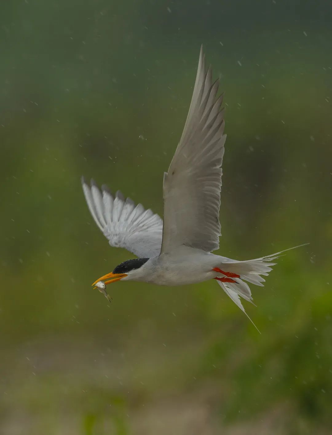 朱边勇 摄影▲河燕鸥成鸟.