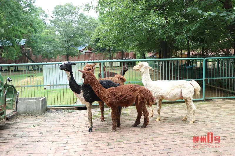 6月15日,柳州市动物园给4只羊驼剪毛,羊驼身上的羊绒大衣也成为了负担