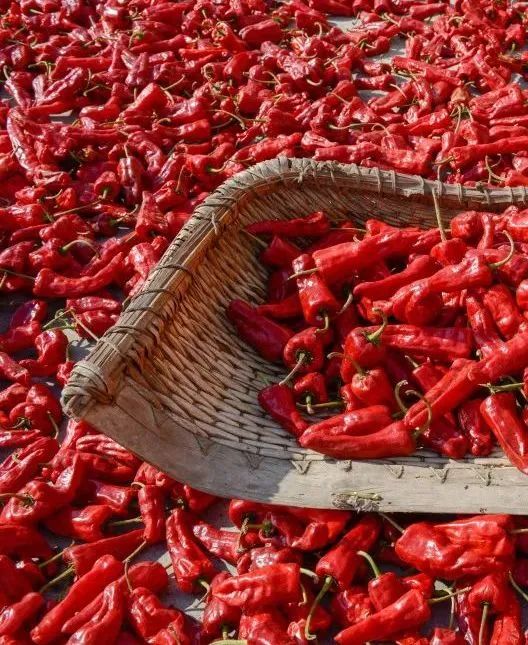托克托味道丨托县辣椒