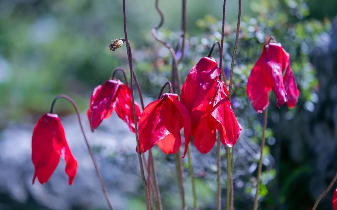 百花齐放| 红花绿绒蒿：高原上的梦幻之花