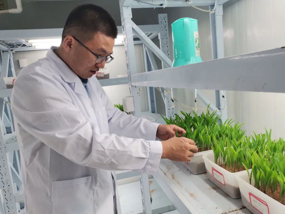 邱鹏程科技护航坚守粮心