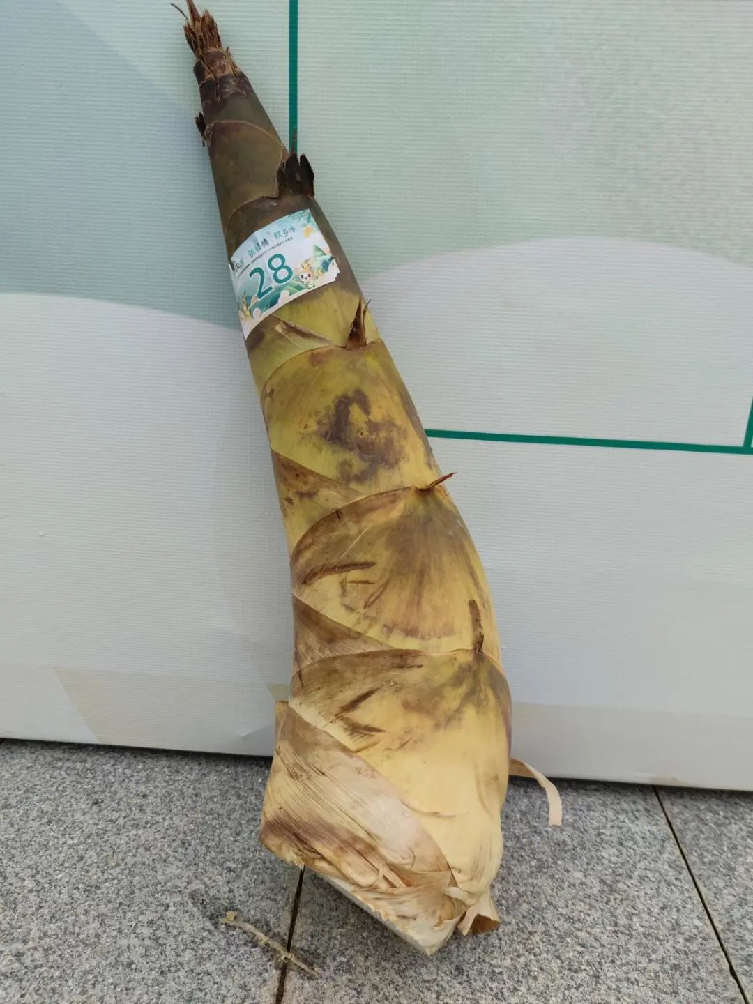 113公斤张槎新笋王横空出世