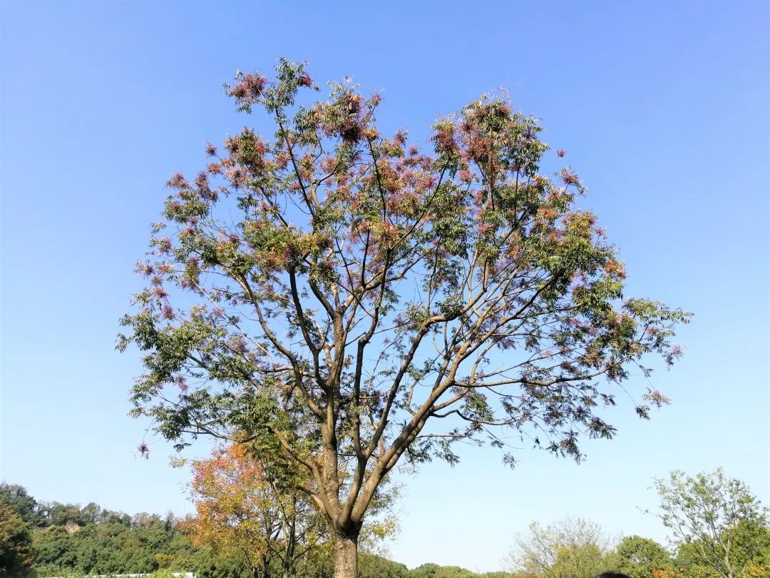 澎湃新闻