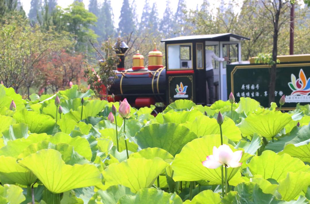 赏荷正当时崇明荷花博览园6月20日起恢复开放