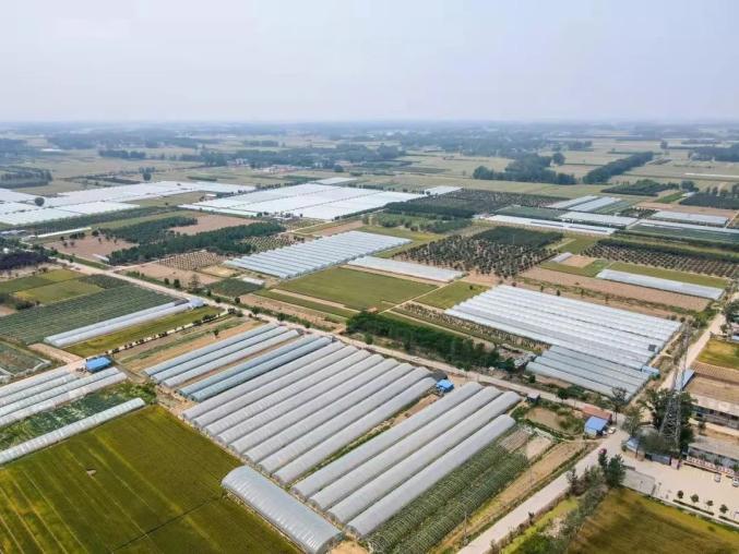 菏泽高新区马岭岗镇安顿庄村草莓映红乡村振兴好日子