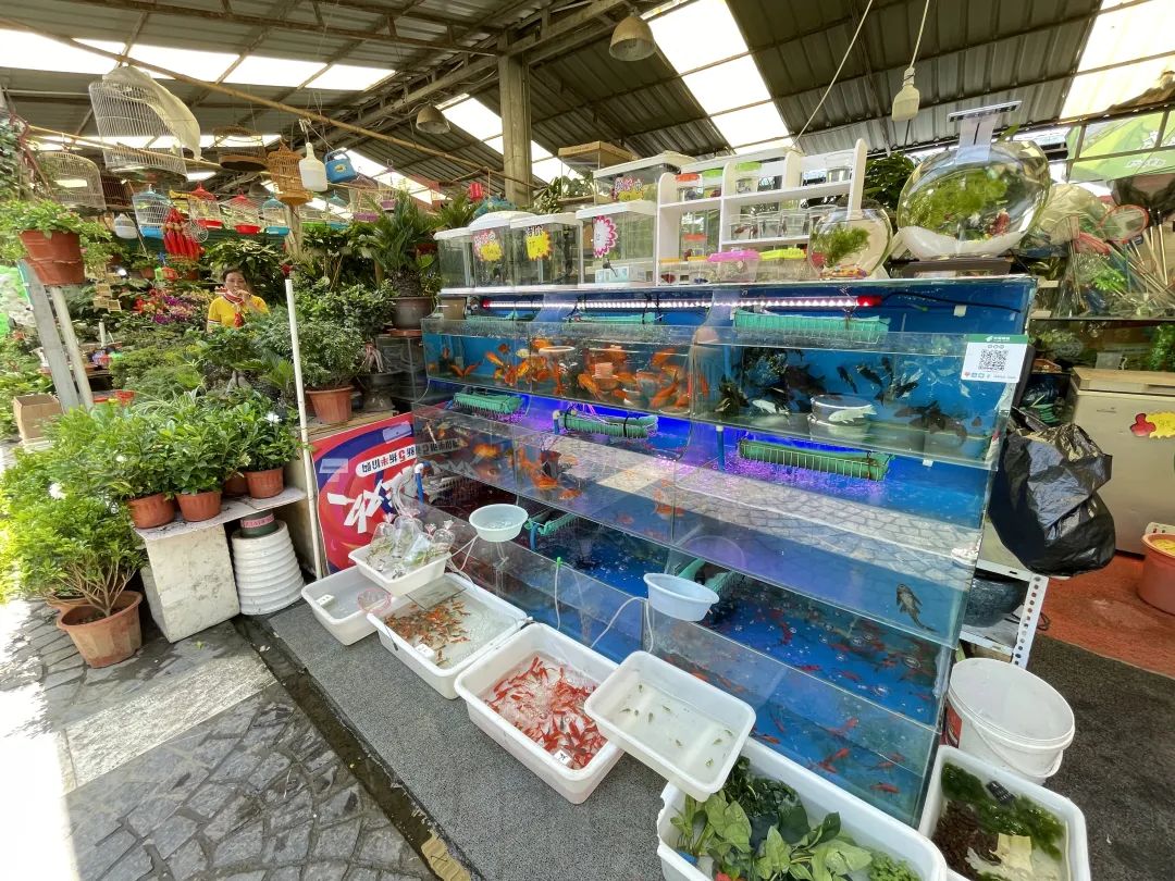 多肉玫瑰买起来曲阳花鸟市场恢复营业67