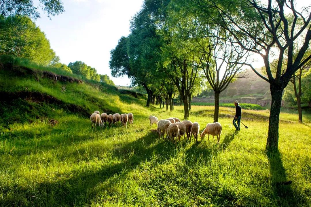 田园牧歌作者:王银燕苹果熟了作者:夏建平 人行灵台县支行组图:邵寨