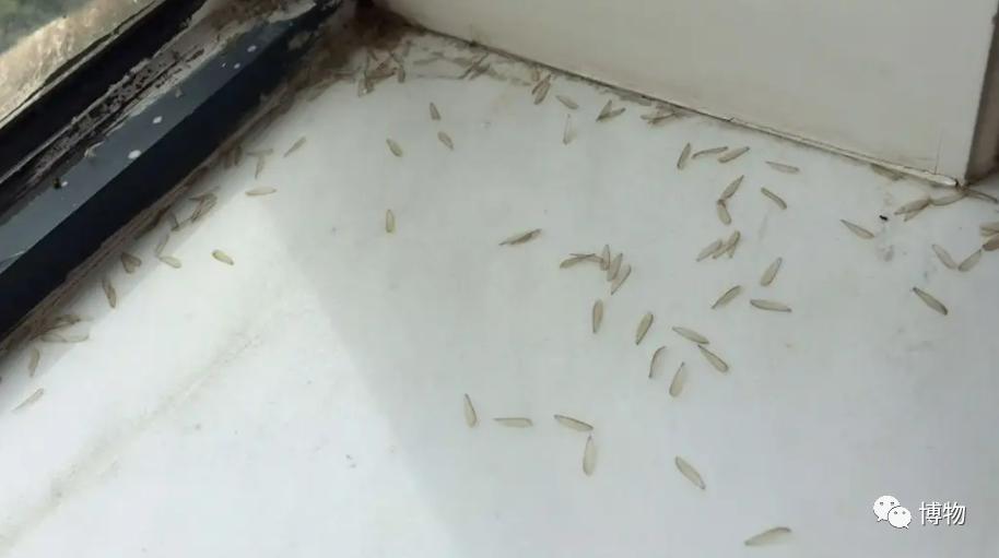 白蚁的排泄物图片