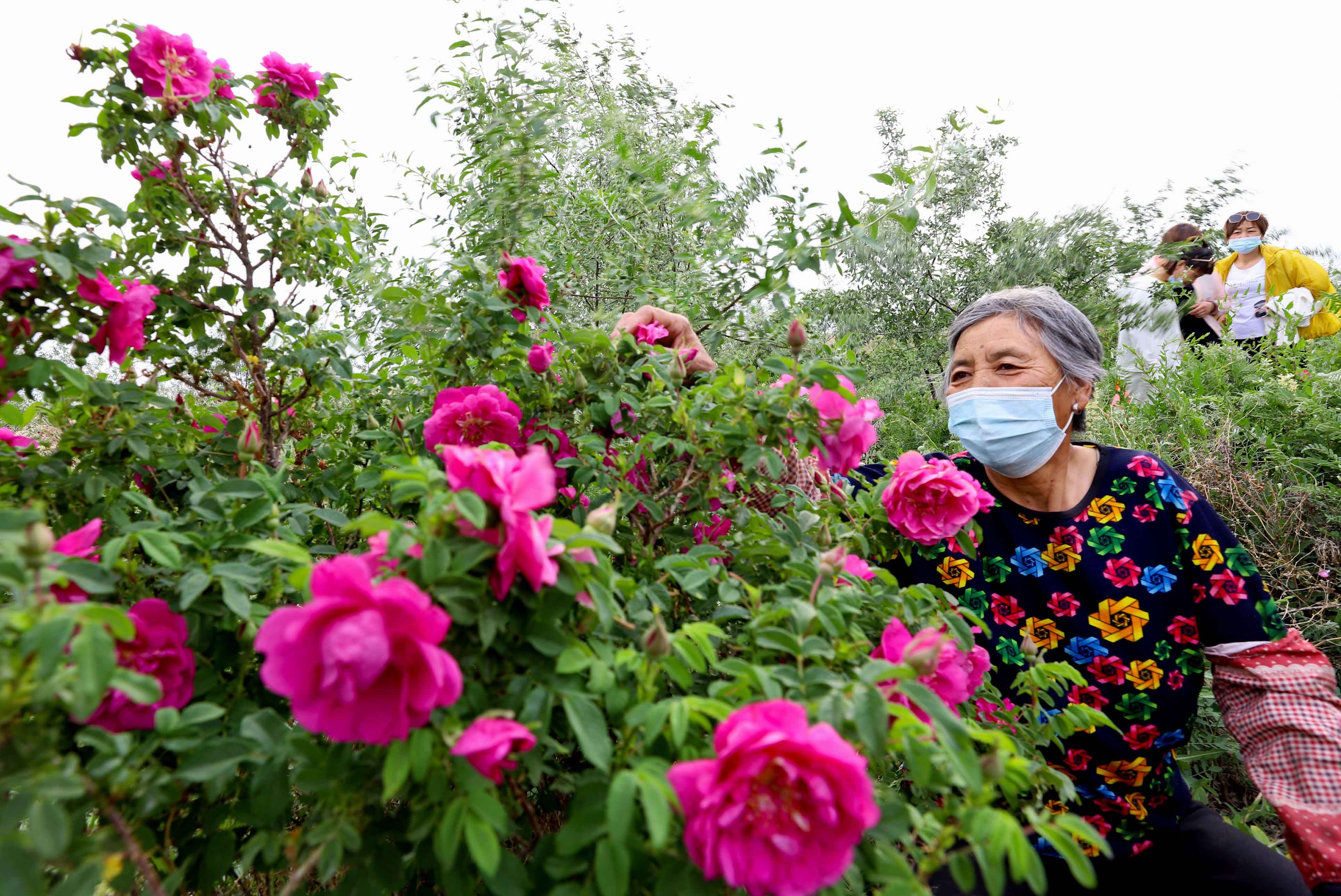 祁连山下山丹玫瑰花飘香绽放乡村美丽经济