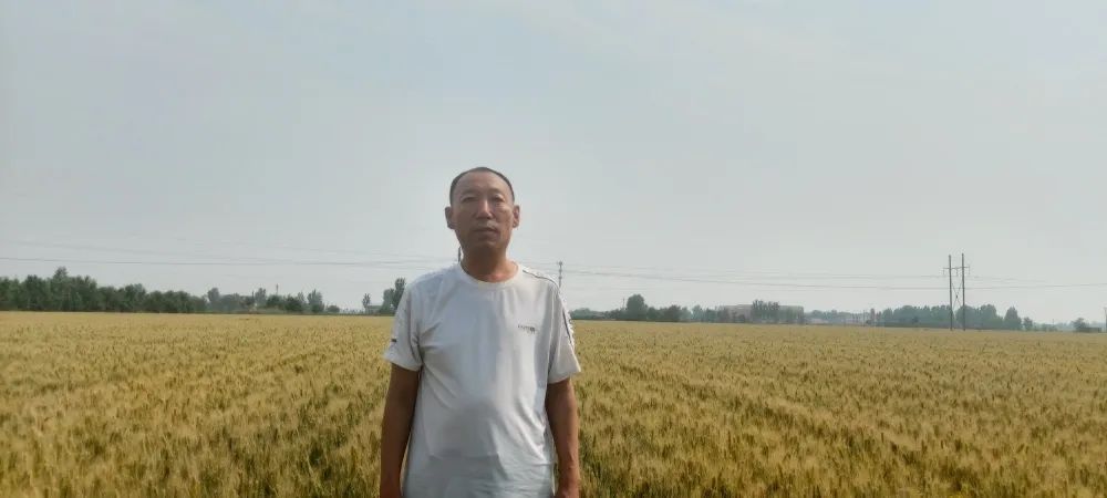南皮县种粮大户李全才麦收时节笑开颜