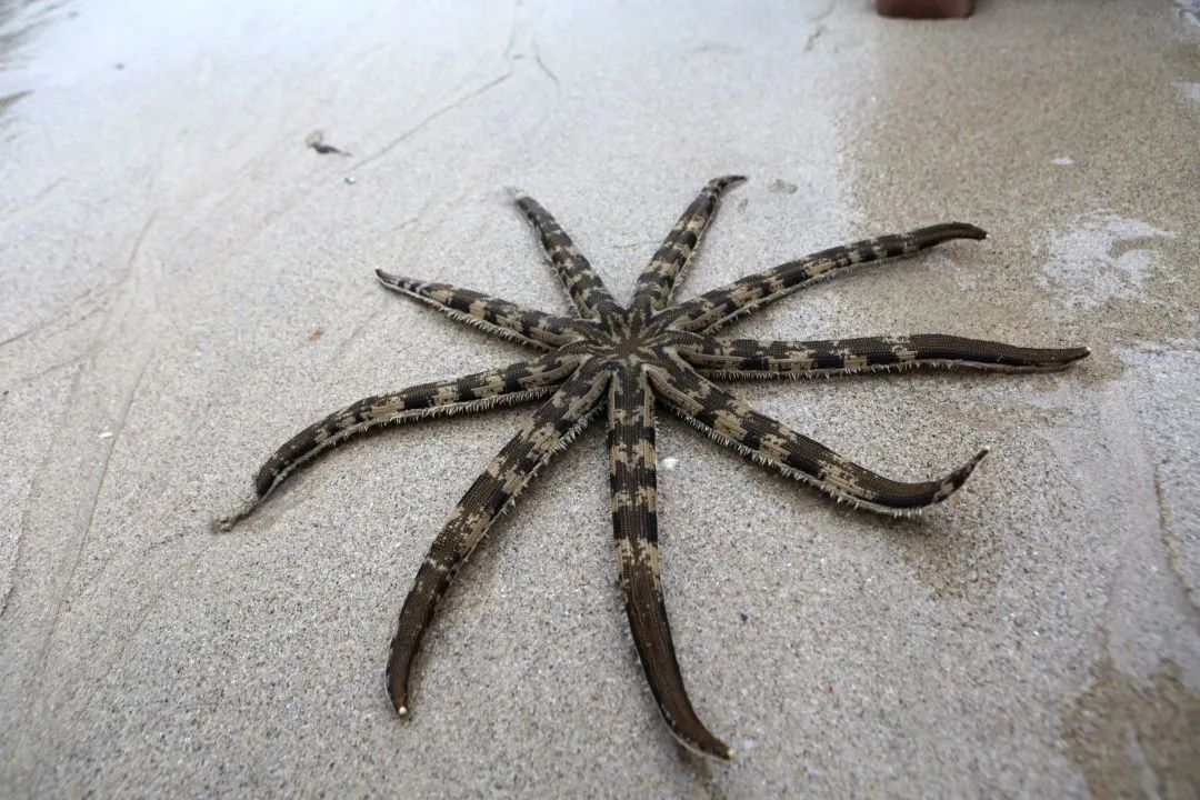 斑砂海星是棘皮动物,棘皮动物被归入高等动物,它的出现,意味着地球