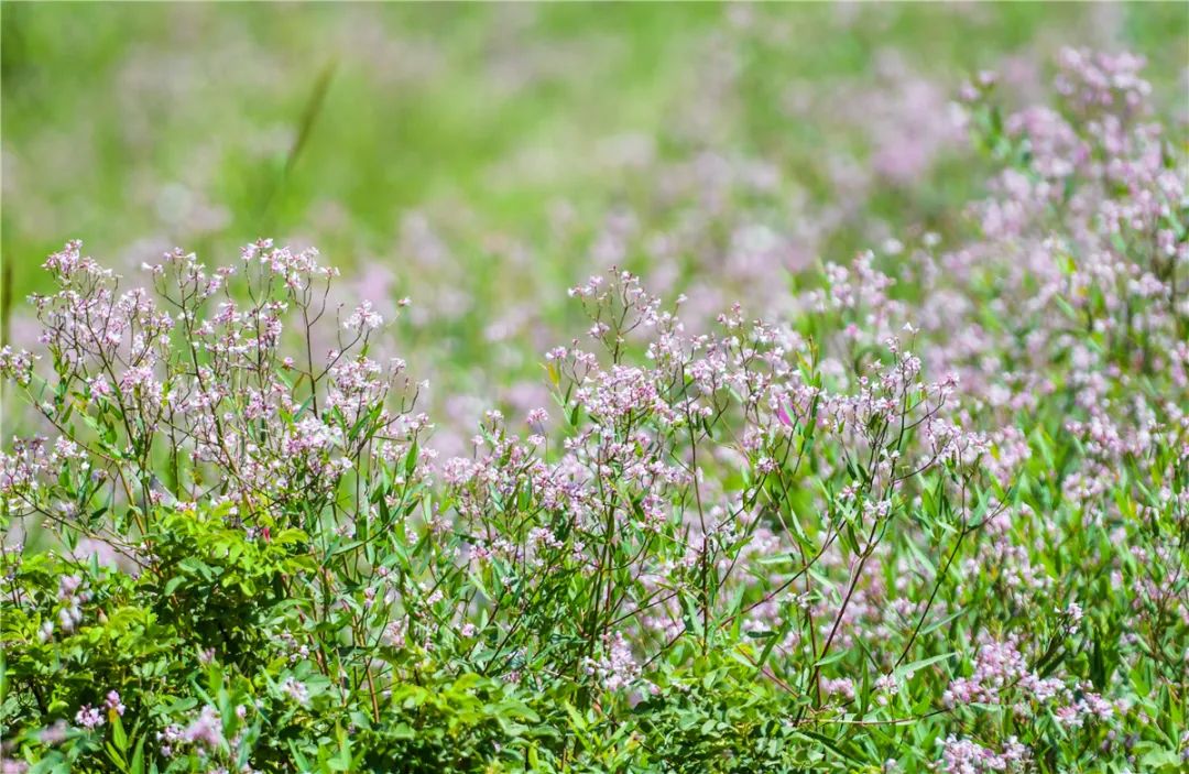 美景敦煌6月鸣沙山下罗布麻花盛开