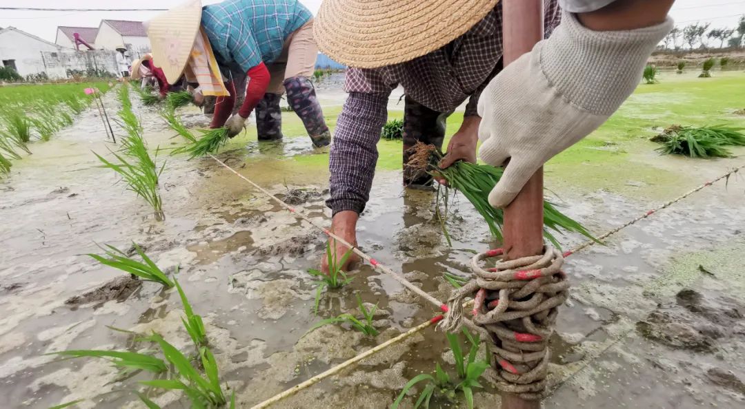 80后女博士在合肥插秧