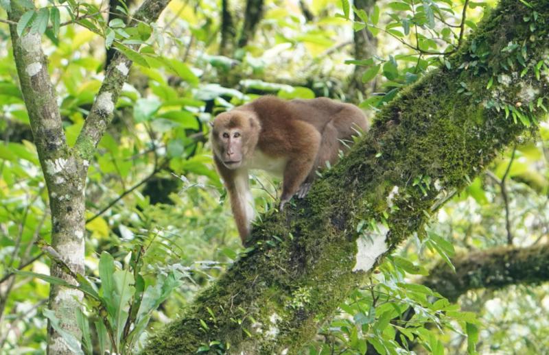 林芝拍摄到羚牛和熊猴野外活动影像_政务_澎湃新闻-The Paper