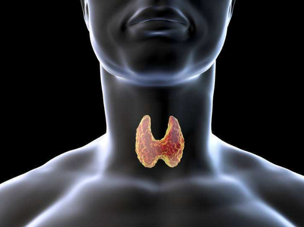 护甲行动关于便宜又好用的左甲状腺素