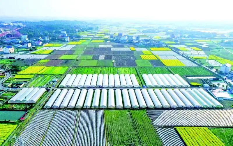 乡村振兴看浏阳发力特色农业永安镇永和村打造致富田园