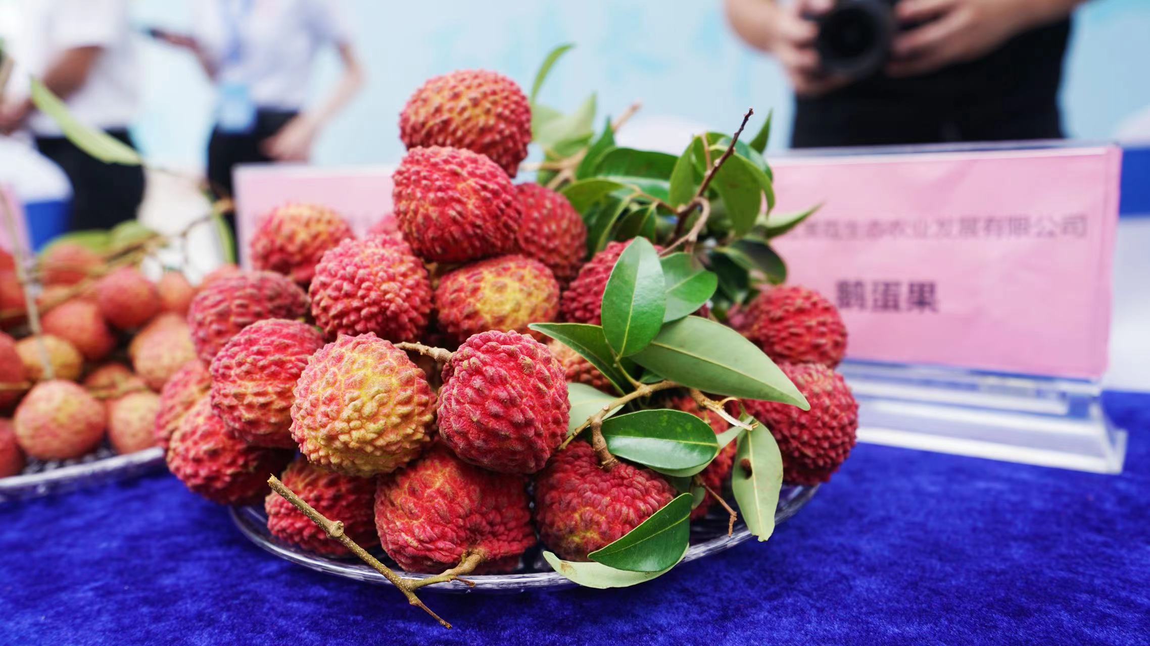 2022惠州东坡荔枝文化节开幕