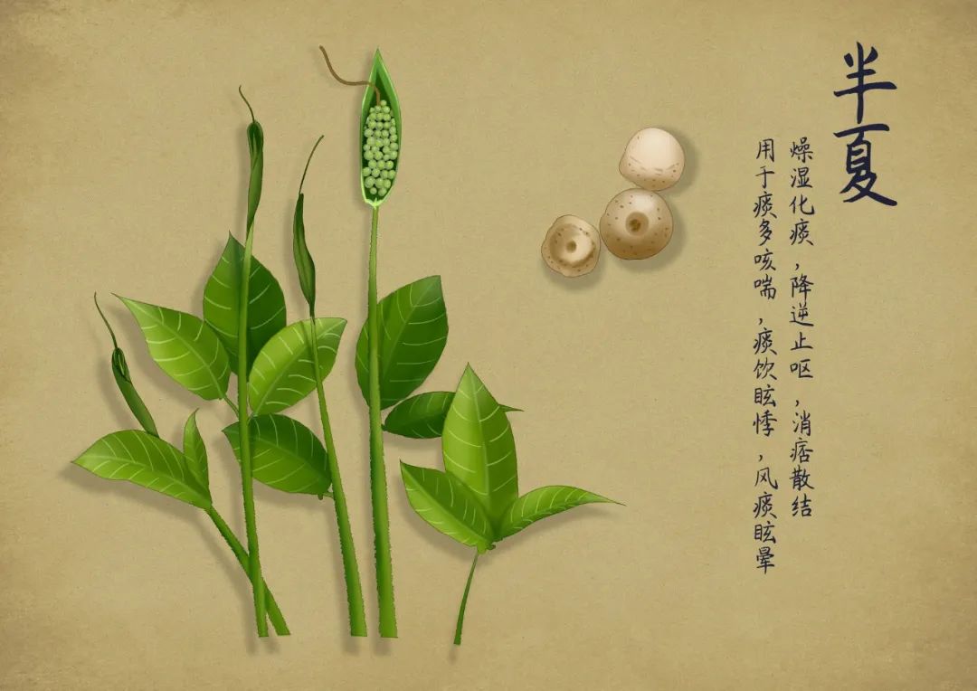 三候,半夏生二候,蝉始鸣一候,鹿角解也因此有了夏至三候:阳气的极致下