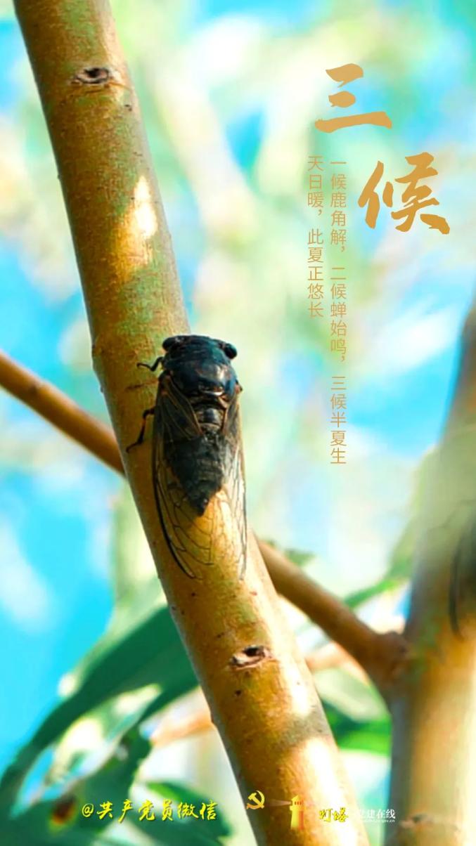 今日夏至蝉鸣声声响忽觉夏日长