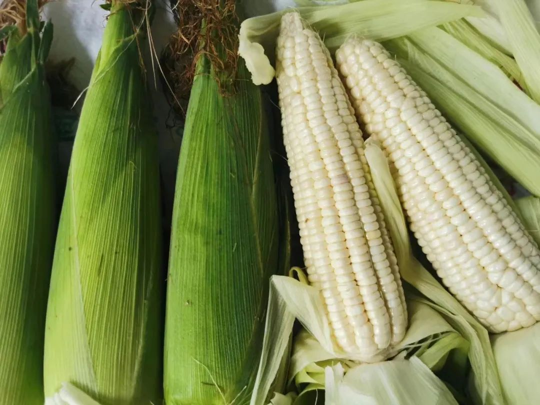 向往的味道小糯玉米的成长之路